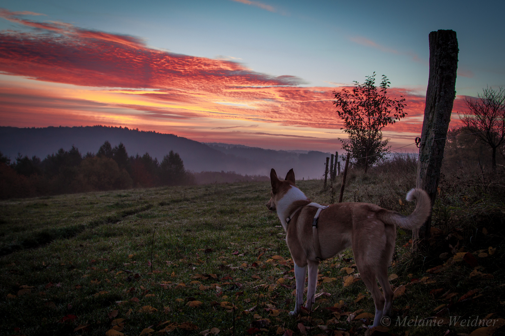 Morgenröte