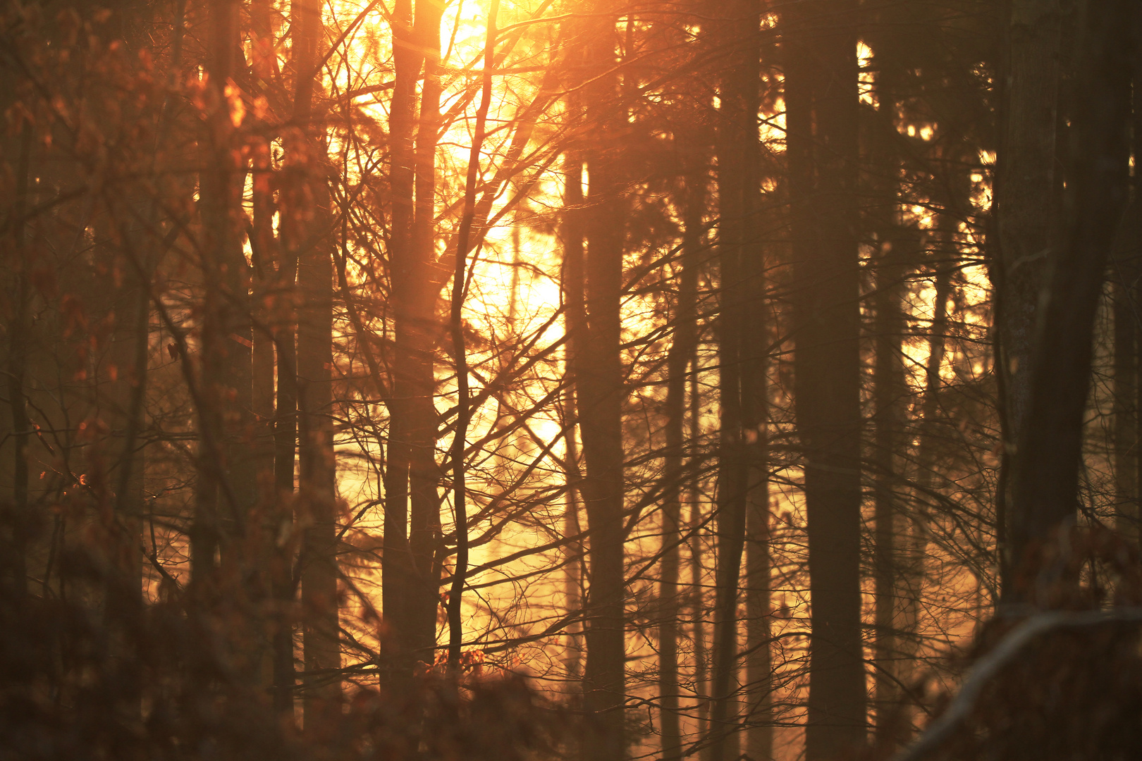 Morgenröte im Wald