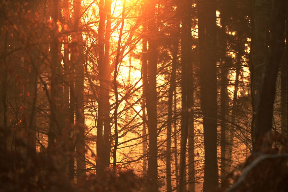 Morgenröte im Wald