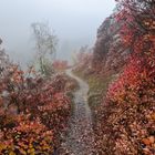 Morgenröte im Zauberwald Teil 2