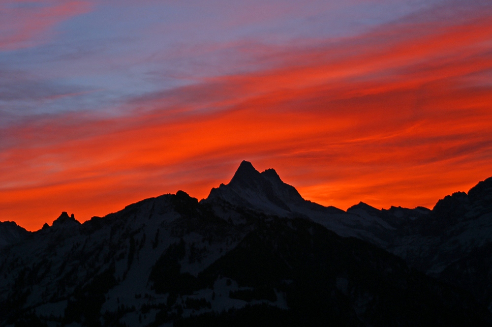 Morgenröte ums Schreckhorn