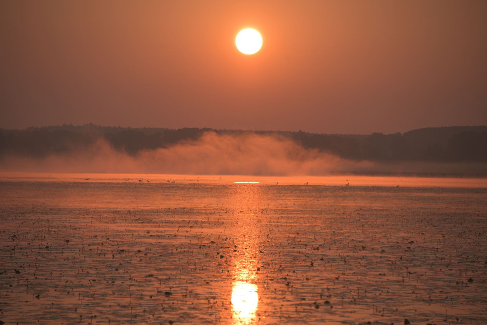 Morgenrot am Federsee