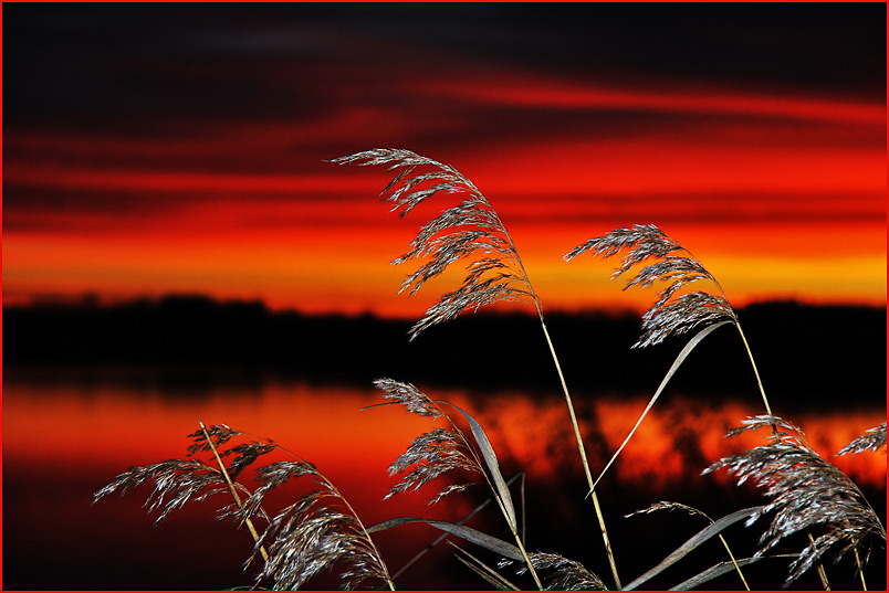 Morgenrot am Federsee