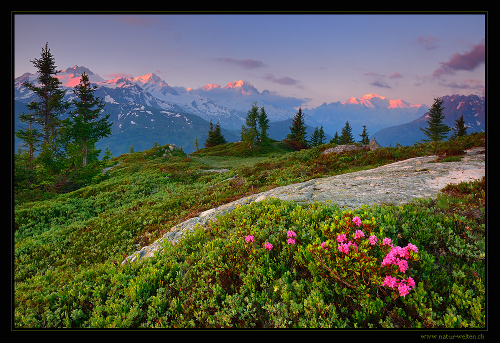 Morgenrot am Mt. Blanc