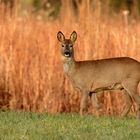 Morgenrot - Schlechtwetter droht... Reh (Capreolus capreolus)  am Morgen 