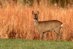 Morgenrot - Schlechtwetter droht... Reh (Capreolus capreolus)  am Morgen 