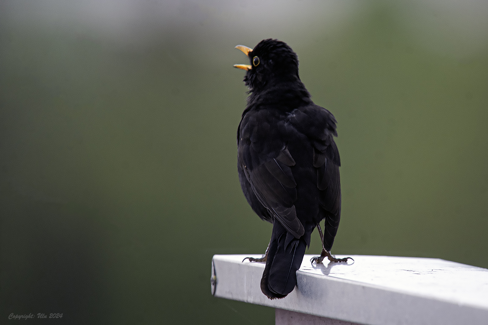 Morgenruf der Amsel