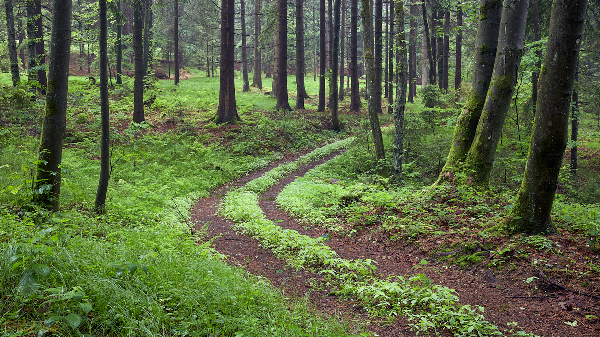 Morgenrunde durch den Wald....