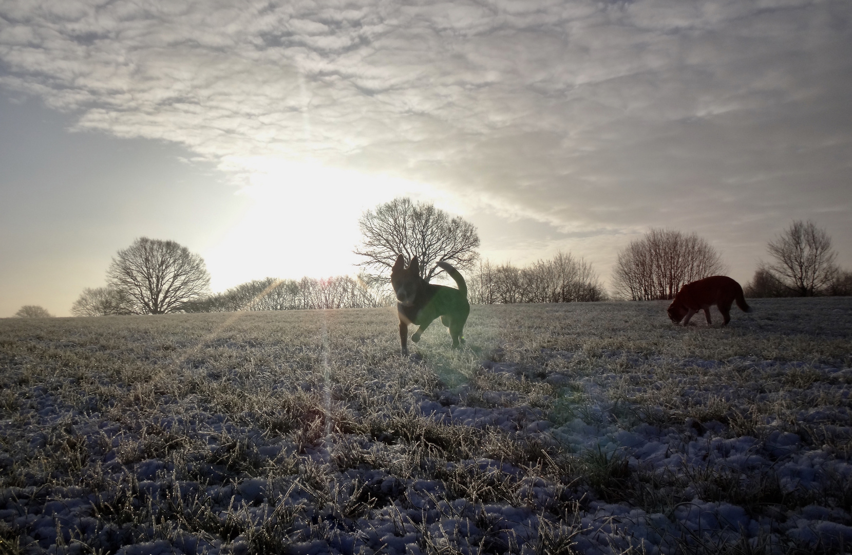 Morgenrunde mit unseren Hunden