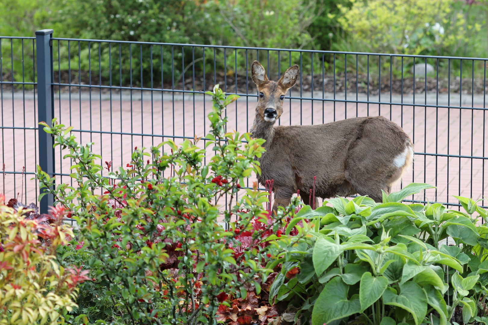 Morgens, 6 Uhr, im Garten...