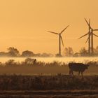 Morgens 9 Uhr in Ostfriesland