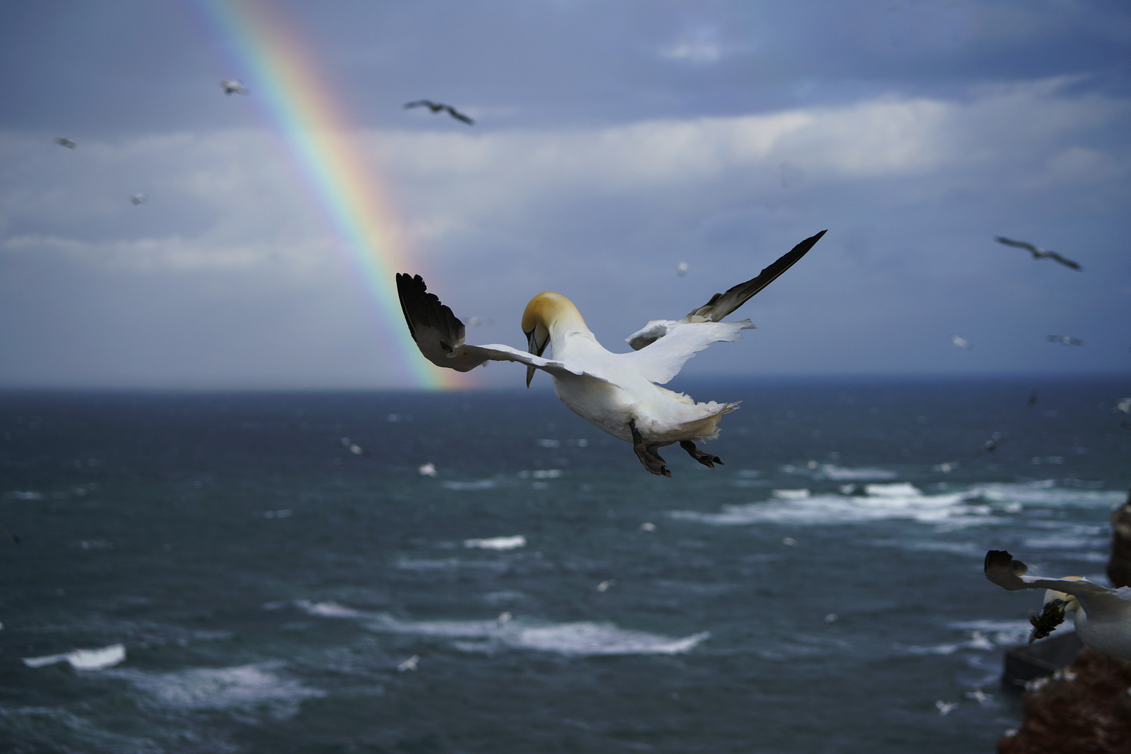 Morgens alleine am Lummenfelsen auf Helgoland