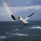 Morgens alleine am Lummenfelsen auf Helgoland