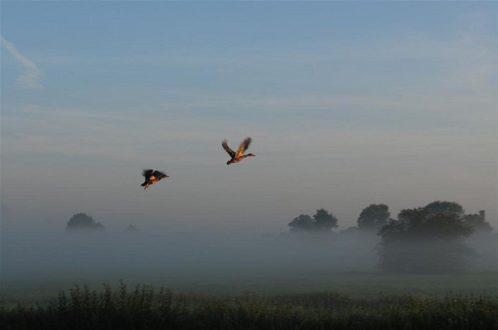 morgens am Altrhein by U.Becker 