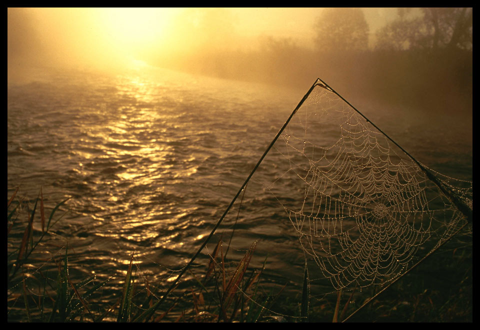 Morgens am Bach