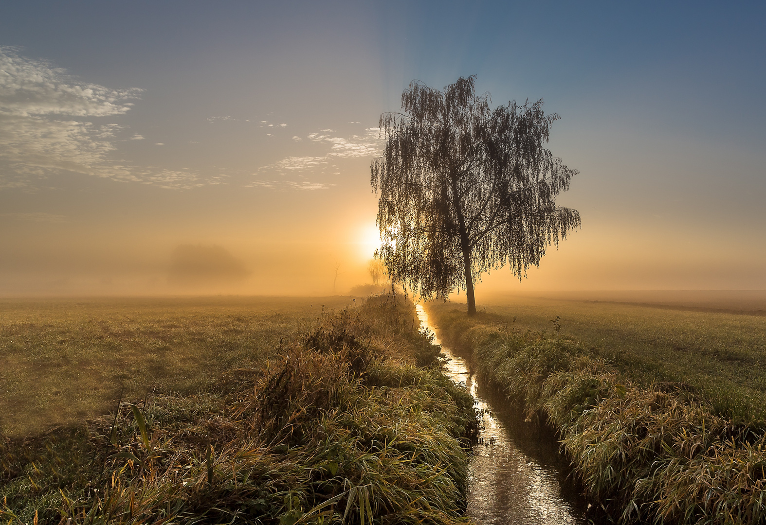 Morgens am Bach