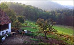 ... morgens am Bergbauernhof ...