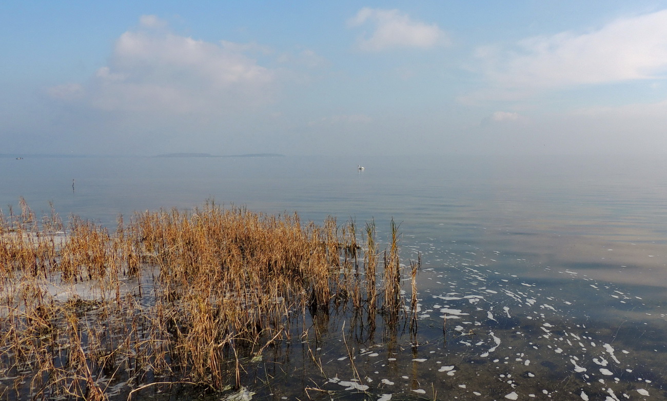 Morgens am Bodden