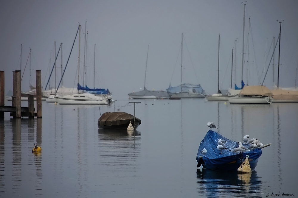 Morgens am Bodensee