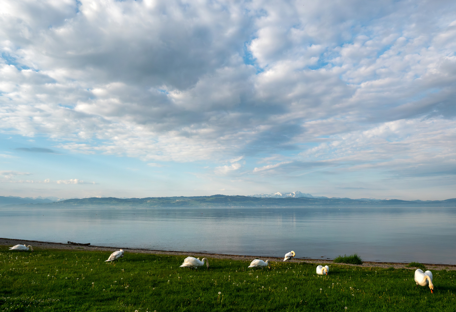Morgens am Bodensee