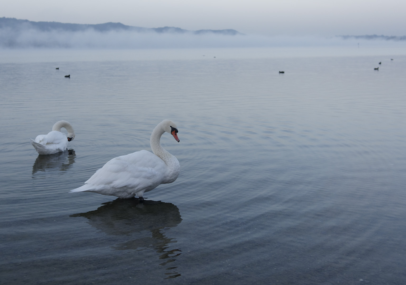 Morgens am Bodensee