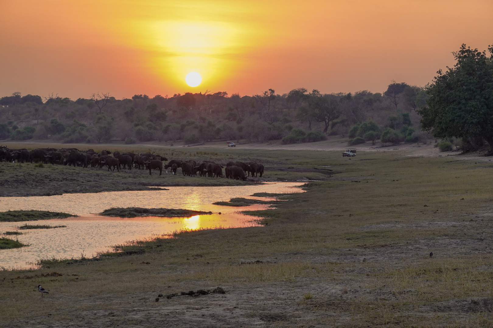 Morgens am Chobe River 