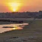 Morgens am Chobe River 