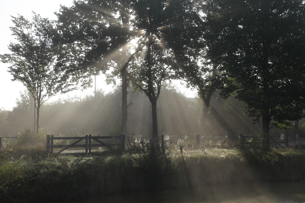 Morgens am Dorfweiher