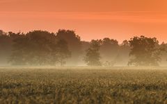 Morgens am Feld