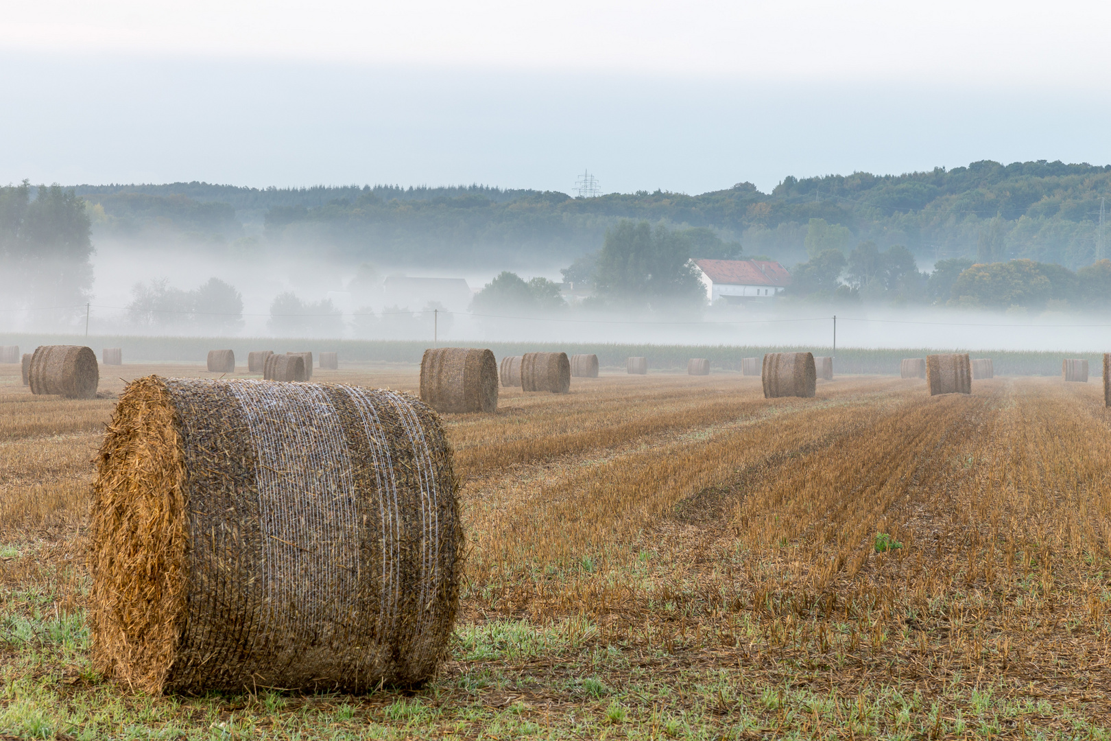 Morgens am Feld