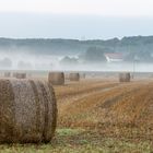 Morgens am Feld