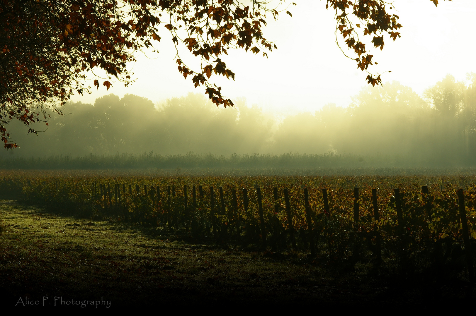 morgens am Feld