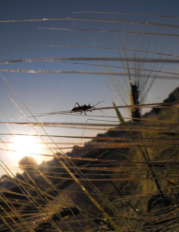 Morgens am Feldrand