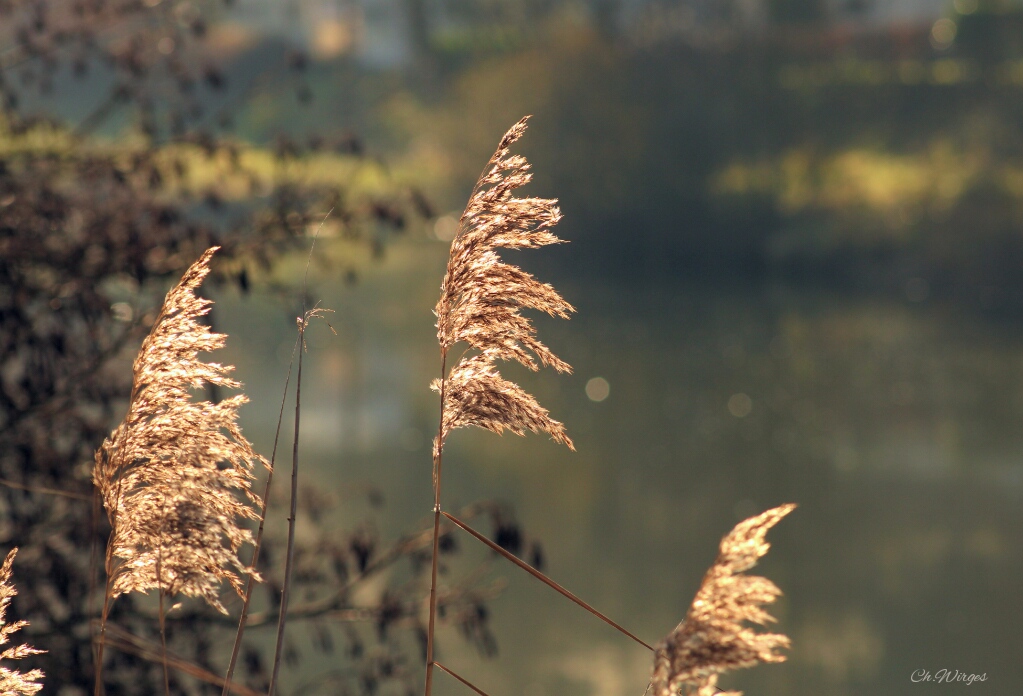 Morgens am Fluss