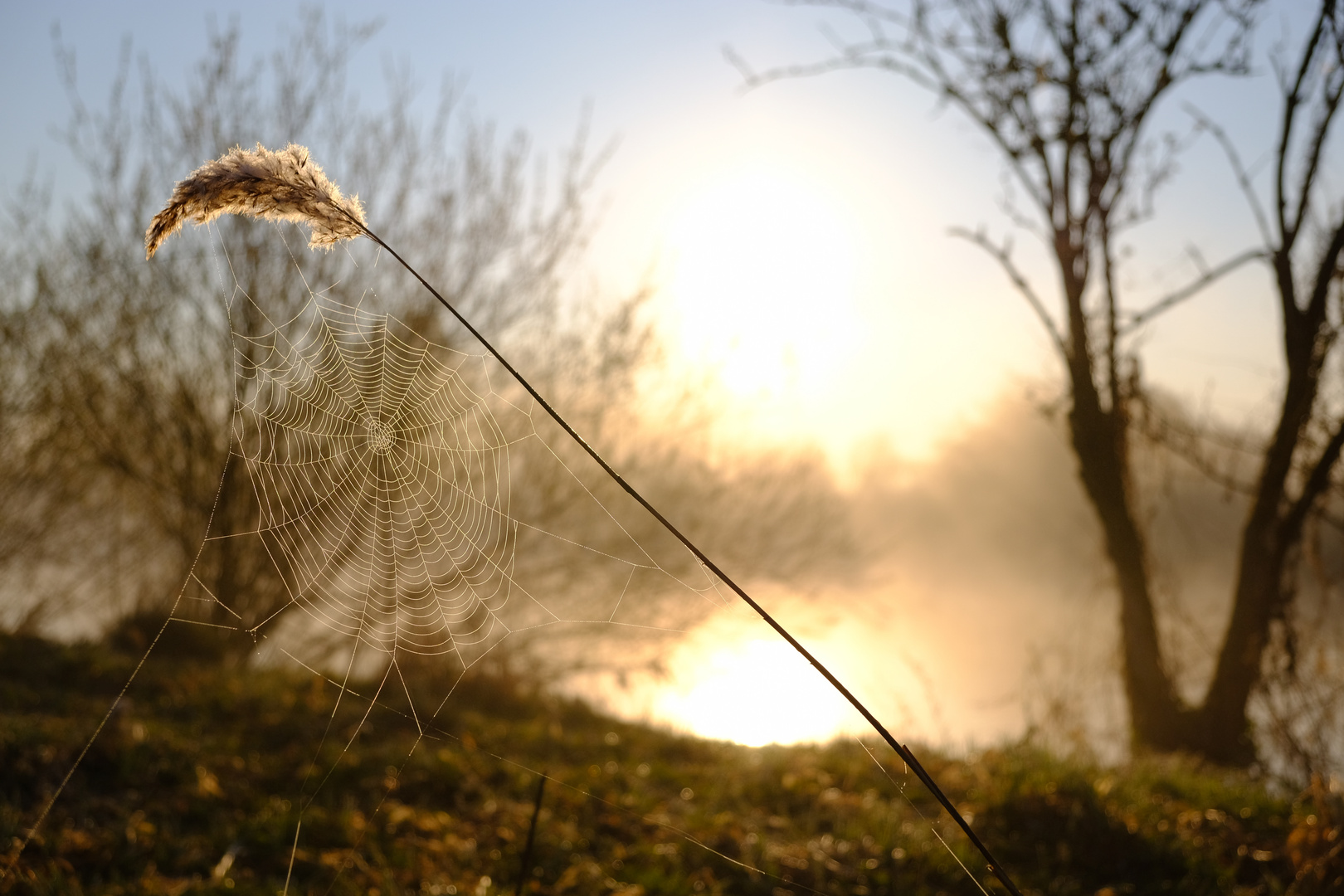 morgens am Fluss