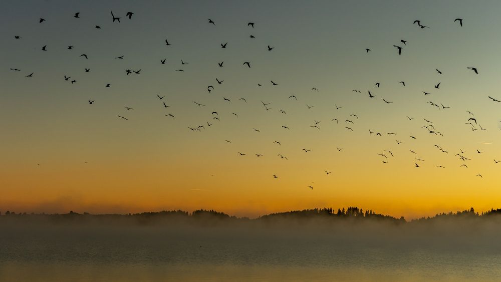 Morgens am Forggensee