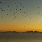 Morgens am Forggensee