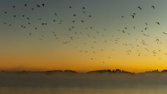 Morgens am Forggensee