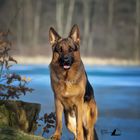 Morgens am Grünwiesenweiher - Yack