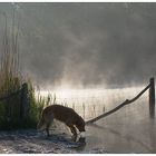 Morgens am Grunewaldsee