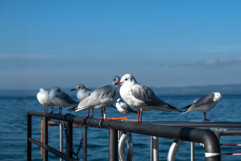 Morgens am Hafen von Bardolino