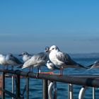 Morgens am Hafen von Bardolino