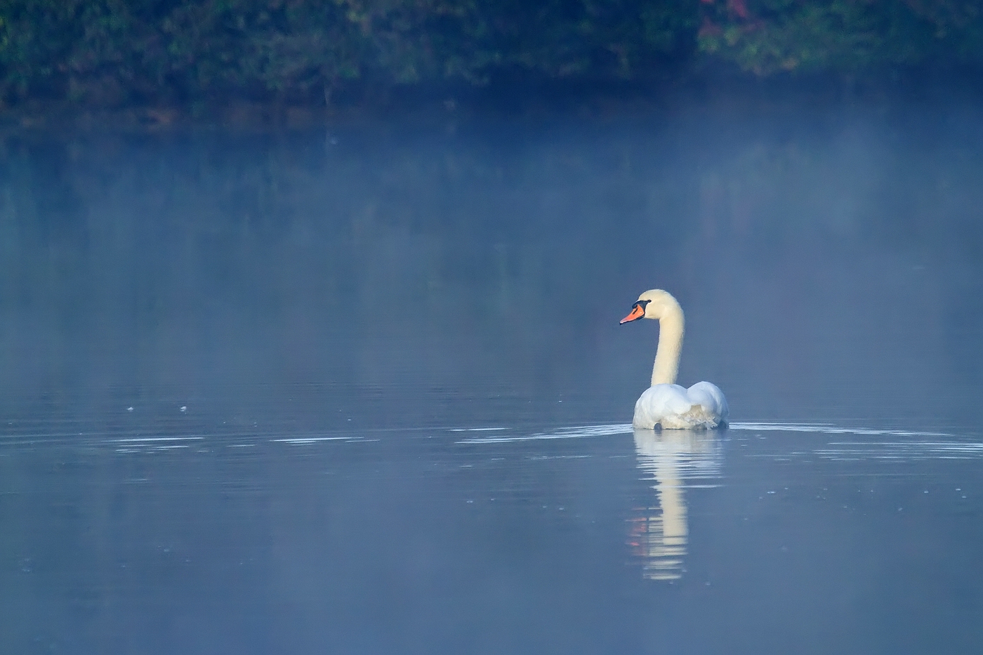 Morgens am Heimatsee