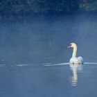 Morgens am Heimatsee