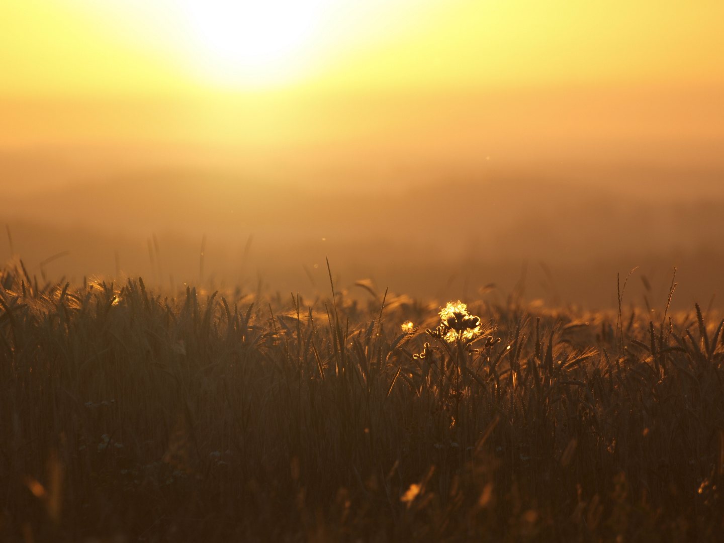 Morgens am Kornfeld..