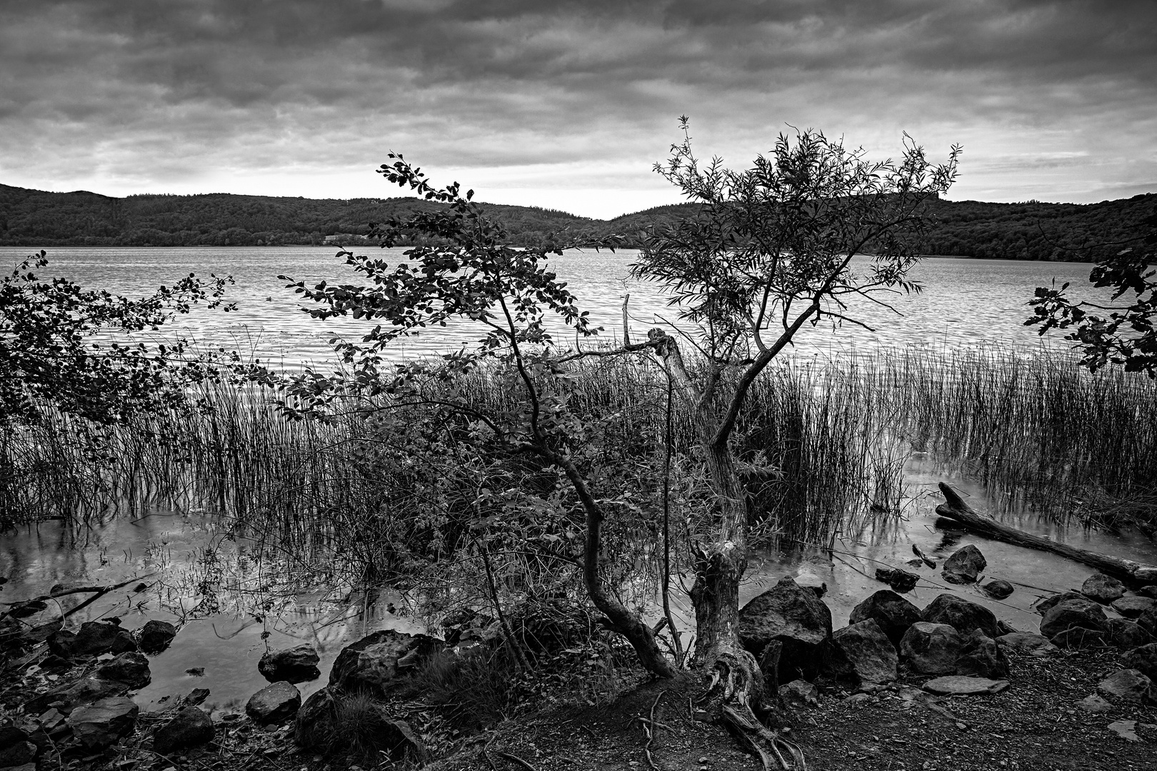 Morgens am Laacher See IV