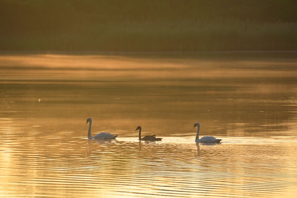 morgens am Lac de Madine