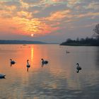 Morgens am Lac de Madine