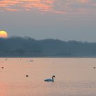 Morgens am Lac de Madine