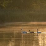 morgens am Lac de Madine